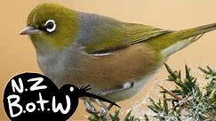 Silvereye - New Zealand Bird of the Week