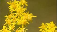 Why You NEED Goldenrod in Your Garden
