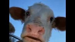 Cow looking at camera meme