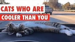 Cats Who Are Cooler Than You Video Compilation 2016