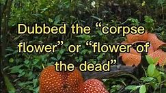 The Rafflesia Arnoldii - The Largest Flower in the World