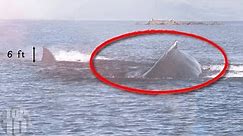 10 Megalodon Caught on Camera & Spotted In Real Life!