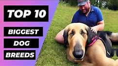 TOP 10 BIGGEST Dog Breeds In The World | 1 Minute Animals