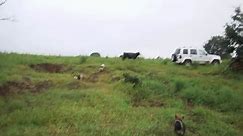 Cattle Herding Corgis