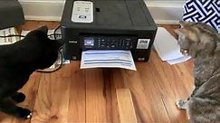 Two Curious Cats Scared of Printer - 1049615