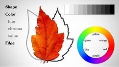 The Basic Elements - Shape Value Color Edge
