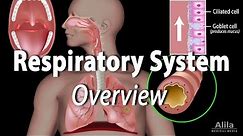 Overview of the Respiratory System, Animation