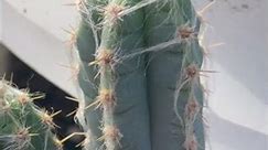 Elegant, blue, and columnar cactus: Pilosocereus pachycladus