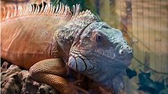 Discover the Largest Iguana Found in Florida