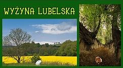 Krajobraz rolniczy Wyżyny Lubelskiej (geografia - lekcja online dla klasy 5 szkoły podstawowej)