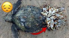 Rescue Sea Turtle Removing Barnacles From a Poor Sea Turtle animals, Nature, turtles, ocean, ASMR