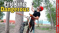 Tree work for the Beginner. How to climb, Set rigging, Spurs, Ropes & harness.