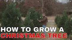 How to grow a Christmas Tree
