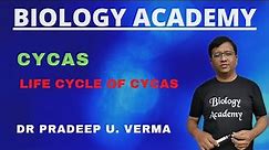 Cycas Life Cycle