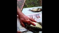 How To Fillet A Crappie - Fastest and Easiest Way With A Fillet Knife