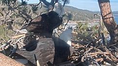 Watch: It’s hatching time for SoCal’s beloved bald eagles