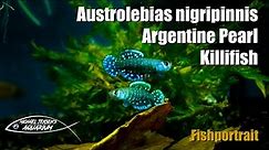 Austrolebias nigripinnis - Argentine Pearl Killifish