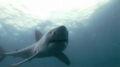 Great White Shark Bites Camera