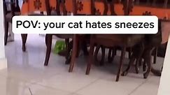 Part 2 | Funny cat videos #funnycats #funnyanimals #funnypets | Funny Cat Videos