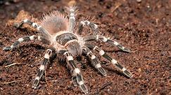 A guide to the eight biggest spiders in the world