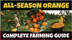 All season Orange farming | Valencia Orange Farming | Orange Cultivation