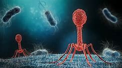 Bakteriofag - zagrożenia, wpływ na zdrowie. Bakteriofag a terapia fagowa