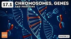 IGCSE Biology - Chromosomes, genes and proteins (17.1)