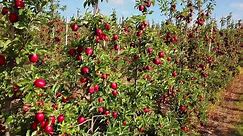 Most Delicious APPLE Farm - Honey Crisp Apple Harvest and Packing