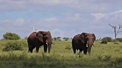 Big Bull Elephants walking on the Savannah in Africa | Latest Wildlife Sightings