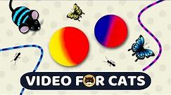 CAT GAMES - Catch the Rolling Ball, Mice, Ants, Strings, Butterflies | Video for Cats | CAT & DOG TV