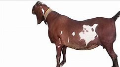 7 largest goat breeds (Giant 200 cm Size breed)