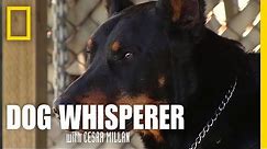 Cesar We Have a Problem | Dog Whisperer