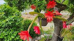 Epiphyllum or Orchid Cactus Propagation and Care