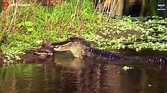 7 Craziest Moments Alligator Hunting And Battling   Wild Animals World