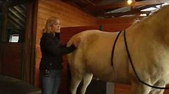 Equine Chiropractic Treatment: The Pelvis