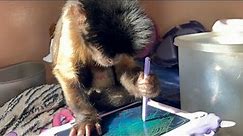 Monkey Draws on Tablet Device