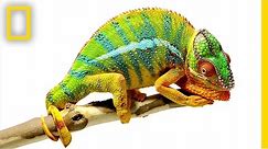 Beautiful Footage: Chameleons Are Amazing | National Geographic