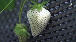 Cultivating the rare white strawberry