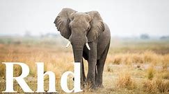 Great Elephant, Nature 2018 HD Documentary.