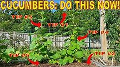 Your Cucumbers Will LOVE You For This: 5 Things To Do NOW!
