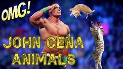 JOHN CENA Best Animals Edition | Crazy Vibes #29