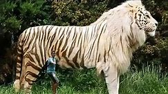 Top 10 biggest animals ever seen