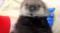 Day-Old Baby Otter Saved from 'Unusually Dramatic' Orca Attack in Alaska
