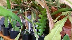 How to care for and grow Epiphyllum Cacti / Orchid Cactus/ Epiphytic cactus