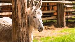 What's The Difference Between a Donkey and a Mule?