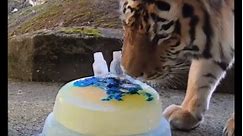 Endangered tiger siblings celebrate birthday with 'cake'