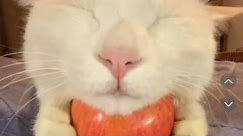 Greedy Cat with Apple Meme