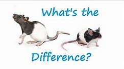 What's the Difference Between Rats and Mice?