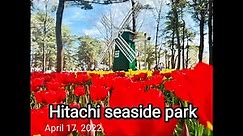 Hitachi Seaside Park, Ibaraki, Japan 2022, Spring