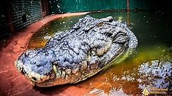 Cassius, the world's largest captive crocodile, could be even bigger than we thought